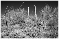 Palo verde and saguaro cactus on hillside. Saguaro National Park, Arizona, USA. (black and white)