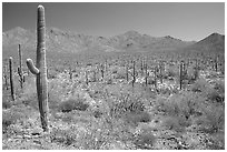 Saguaro cactus and Tucson Mountains. Saguaro National Park, Arizona, USA. (black and white)