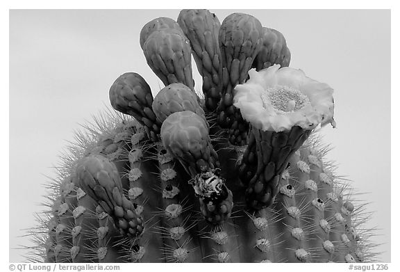 Saguaro flower on top of cactus. Saguaro National Park, Arizona, USA.