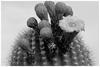 Saguaro flower on top of cactus. Saguaro National Park, Arizona, USA. (black and white)