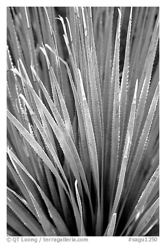 Sotol, Arizona Sonora Desert Museum. Tucson, Arizona, USA (black and white)