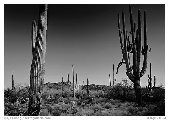 Saguaro cacti, late afternoon. Saguaro  National Park (black and white)