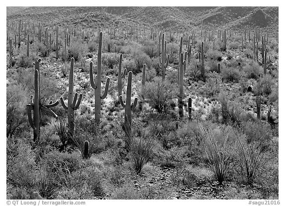 Ocatillo and saguaro cactus in valley. Saguaro National Park (black and white)