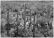 Saguaro cactus (Cereus giganteus), backlit with a rim of light. Saguaro National Park, Arizona, USA. (black and white)
