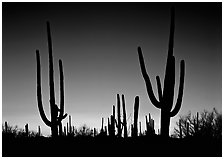 Saguaro cactus silhouettes at sunset. Saguaro National Park, Arizona, USA. (black and white)