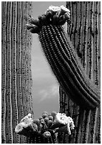 Saguaro cactus in bloom. Saguaro National Park ( black and white)
