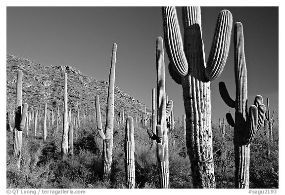 Saguaro cacti forest on hillside, late afternoon, West Unit. Saguaro National Park (black and white)