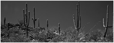 Saguaro cactus on hill under pure blue sky. Saguaro National Park (Panoramic black and white)