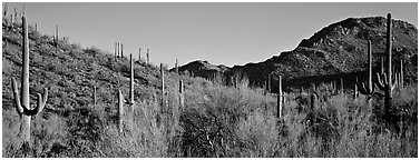Sonoran desert landscape with sagaruo cactus. Saguaro National Park (Panoramic black and white)