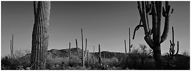 Sonoran desert scenery with cactus. Saguaro National Park (Panoramic black and white)