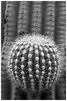 Prickly ball on saguaro cactus, precursor of a new arm. Saguaro National Park, Arizona, USA. (black and white)
