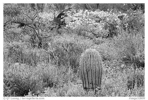 Cactus, royal lupine, and brittlebush. Saguaro National Park (black and white)