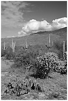 Grassy area near Mica View, Rincon Mountain District. Saguaro National Park, Arizona, USA. (black and white)