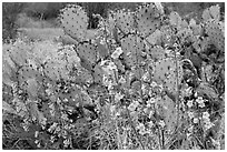 Pink wildflowers and prickly pear cactus. Saguaro National Park ( black and white)