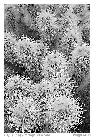 Cholla cactus close-up. Saguaro National Park (black and white)