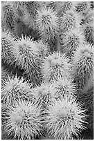 Cholla cactus close-up. Saguaro National Park ( black and white)