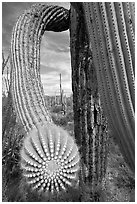 Arm of a saguaro cactus. Saguaro National Park, Arizona, USA. (black and white)