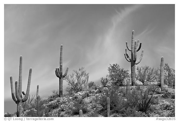 Mature Saguaro cactus (Carnegiea gigantea) on a hill. Saguaro National Park (black and white)