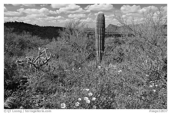 Cactus lupine, and mexican poppies with Panther Peak in the background, afternoon. Saguaro National Park (black and white)