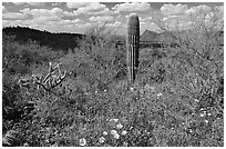 Cactus lupine, and mexican poppies with Panther Peak in the background, afternoon. Saguaro National Park, Arizona, USA. (black and white)