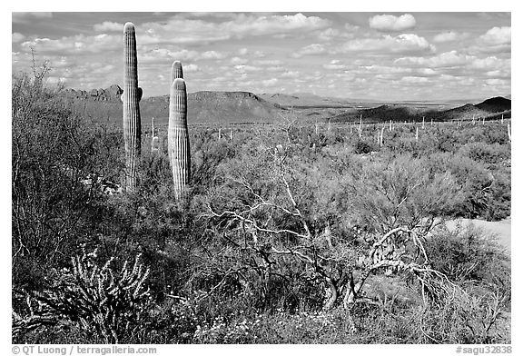 Lush desert with Cactus, mexican poppies, and palo verde near Ez-Kim-In-Zin. Saguaro National Park (black and white)