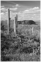 Cactus, mexican poppies, and palo verde near Ez-Kim-In-Zin, afternoon. Saguaro National Park ( black and white)