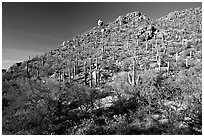 Hillside in spring with desert annual flowers, Hugh Norris Trail. Saguaro National Park, Arizona, USA. (black and white)