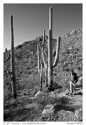Hiker and saguaro cactus, Hugh Norris Trail. Saguaro National Park, Arizona, USA.