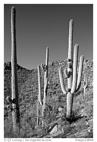 Tall saguaro cactus (scientific name: Carnegiea gigantea), Hugh Norris Trail. Saguaro National Park (black and white)