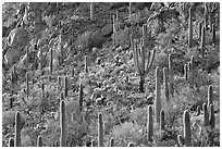 Slope with saguaro cactus forest, Tucson Mountains. Saguaro National Park ( black and white)