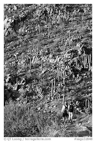 Hikers descending Hugh Norris Trail amongst saguaro cactus, late afternoon. Saguaro National Park, Arizona, USA.