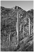 Tall saguaro cactus on the slopes of Tucson Mountains, late afternoon. Saguaro National Park ( black and white)