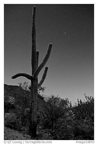 Saguaro cactus at night with stary sky, Tucson Mountains. Saguaro National Park, Arizona, USA.