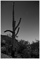 Saguaro cactus at night with stary sky, Tucson Mountains. Saguaro National Park ( black and white)