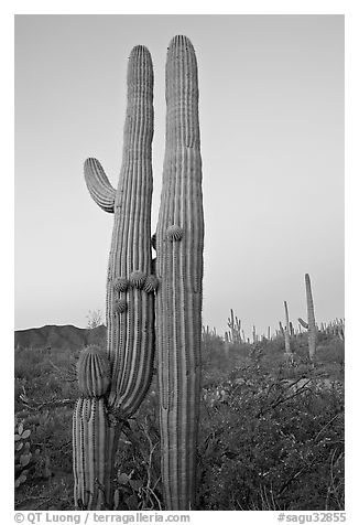 Twin cactus at dawn near Ez-Kim-In-Zin. Saguaro National Park (black and white)