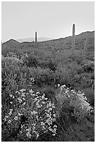 Brittlebush and cactus at sunrise near Ez-Kim-In-Zin. Saguaro National Park, Arizona, USA. (black and white)