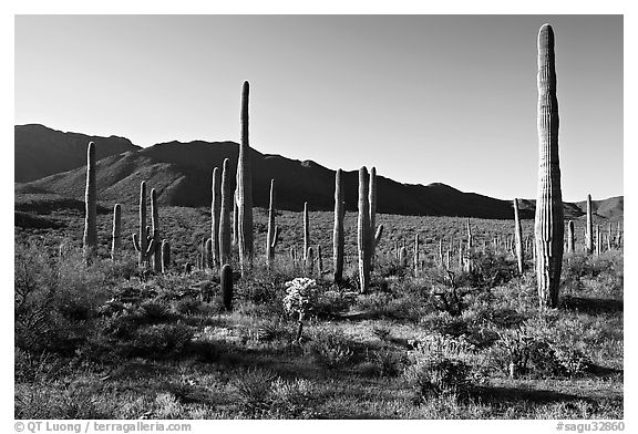 Tall cactus and Tucson Mountains, early morning. Saguaro National Park (black and white)