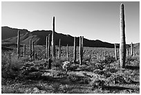 Tall cactus and Tucson Mountains, early morning. Saguaro National Park, Arizona, USA. (black and white)