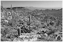 Rocks, flowers and cactus near Ez-Kim-In-Zin. Saguaro National Park ( black and white)