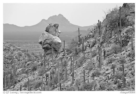 Cactus slope and balanced rock. Saguaro National Park (black and white)
