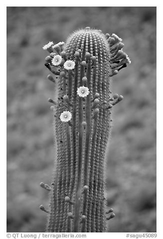 Tip of saguaro arm with pods and blooms. Saguaro National Park (black and white)