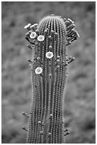 Tip of saguaro arm with pods and blooms. Saguaro National Park, Arizona, USA. (black and white)