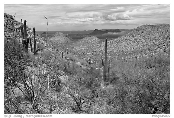 Tucson Mountains from Hugh Norris Trail. Saguaro National Park (black and white)