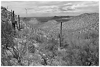 Tucson Mountains from Hugh Norris Trail. Saguaro National Park, Arizona, USA. (black and white)