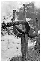 Four-armed saguaro in bloom. Saguaro National Park, Arizona, USA. (black and white)