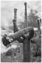 Giant saguaro cactus with flowers on curving arm. Saguaro National Park, Arizona, USA. (black and white)