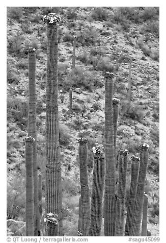 Tops of saguaro cactus with blooms. Saguaro National Park (black and white)