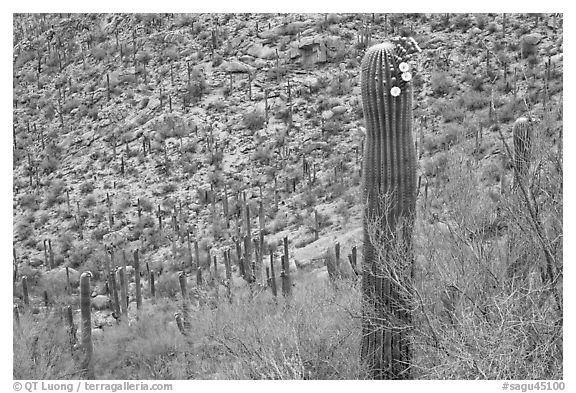 Palo Verde and saguaro with flowers. Saguaro National Park, Arizona, USA.