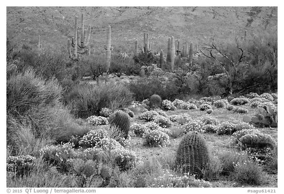 Carpet of Desert Zinnia flowers in lush desert landscape, Rincon Mountain District. Saguaro National Park (black and white)