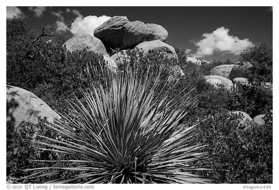 Sotol and boulders, Rincon Mountain District. Saguaro National Park (black and white)